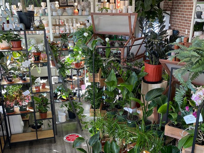Located at 431 George Street North in downtown Peterborough, Tiny Greens offers a huge selection of plants, pots, arrangements, and accessories available in store and online with in-store pickup. (Photo courtesy of Tiny Greens)
