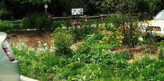The Sustainable Technologies Green Parking Lot program at the Living City Campus at the Kortright Centre for Conservation in Vaughan is setting an example of various practices that can be used to reduce the environmental impacts of conventional asphalt parking lots. The parking lot design features several low impact development practices, including permeable pavement, rain gardens, bioretention areas, and infiltration trenches. (Photo: Toronto Area Conservation Authority)