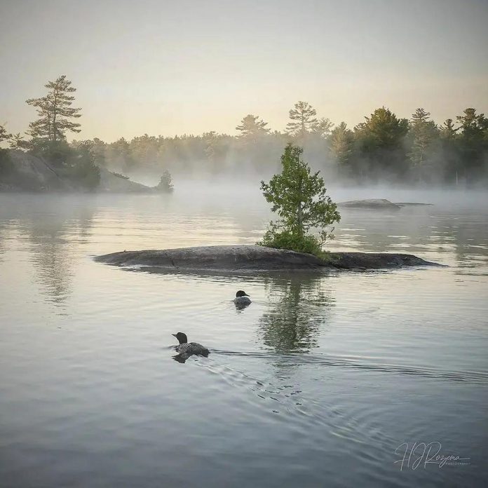 Henry Rozema's photo of a pair of loons on a misty lake was our top post on Instagram for September 2022. (Photo: Henry Rozem @hjrozemaphotography / Instagram)
