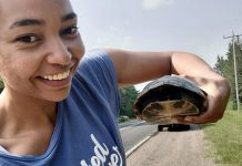 Patricia Wilson, founder of the Peterborough-based Diverse Nature Collective, helping a turtle safely cross the road. With conservation organizations, environmental groups, and non-profit organizations lacking diverse representation, the Diverse Nature Collective has created its own space for BIPOC voices in the Kawarthas to thrive and be part of the environmental conversation. (Photo: Patricia Wilson)