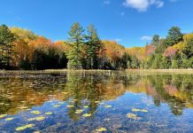 Kawartha Land Trust has protected 30 properties comprising more than 5,070 acres of forests, wetlands, and grasslands in the Kawarthas, including the Christie Bentham Wetland, a provincially significant wetland just south of Burleigh Falls. (Photo courtesy of Kawartha Land Trust)