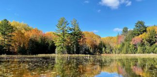 Kawartha Land Trust has protected 30 properties comprising more than 5,070 acres of forests, wetlands, and grasslands in the Kawarthas, including the Christie Bentham Wetland, a provincially significant wetland just south of Burleigh Falls. (Photo courtesy of Kawartha Land Trust)
