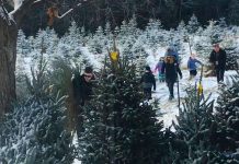 Oake Family Tree Farm in Peterborough County is one of seven tree farms in the greater Kawarthas region where you can harvest your own tree in 2022. There are also three tree farms in Clarington just outside of the Kawarthas region. (kawarthaNOW screenshot of Oake Family Tree Farm Facebook video)