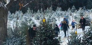 Oake Family Tree Farm in Peterborough County is one of seven tree farms in the greater Kawarthas region where you can harvest your own tree in 2022. There are also three tree farms in Clarington just outside of the Kawarthas region. (kawarthaNOW screenshot of Oake Family Tree Farm Facebook video)