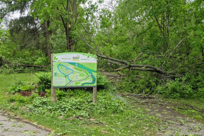 Trails and paths at Ecology Park in Peterborough were made inaccessible for persons using mobility devices due to fallen trees and branches from the May 2022 derecho storm. Climate change can induce extreme weather events more frequently, disproportionately affecting the day-to-day lives of the 22 per cent of Canadians who live with a disability. (Photo: Bruce Head / kawarthaNOW)