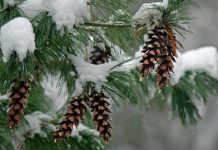 The eastern white pine provides nesting areas for many birds that over-winter, including chickadees, nuthatches, and woodpeckers. The seeds from its cones also provide food for forest animals, such as rabbits, red squirrels, and birds. (Photo: Schuylkill Center for Environmental Education)