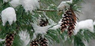 The eastern white pine provides nesting areas for many birds that over-winter, including chickadees, nuthatches, and woodpeckers. The seeds from its cones also provide food for forest animals, such as rabbits, red squirrels, and birds. (Photo: Schuylkill Center for Environmental Education)