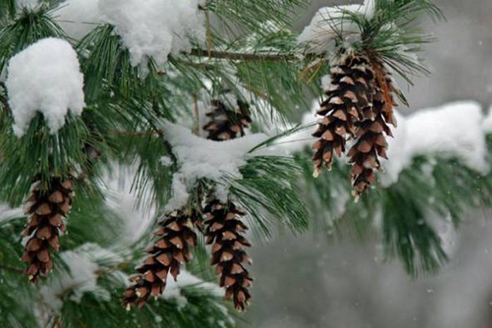 The eastern white pine provides nesting areas for many birds that over-winter, including chickadees, nuthatches, and woodpeckers. The seeds from its cones also provide food for forest animals, such as rabbits, red squirrels, and birds. (Photo: Schuylkill Center for Environmental Education)