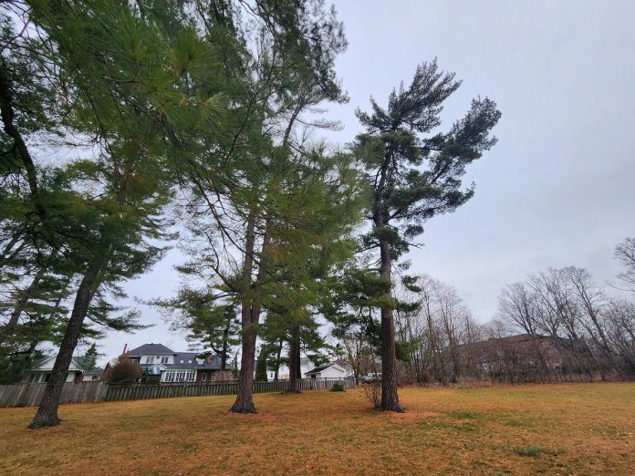 You can experience mature eastern white pines in public spaces throughout the City of Peterborough, including the ones pictured here at Inverlea Park. (Photo: Hayley Goodchild)