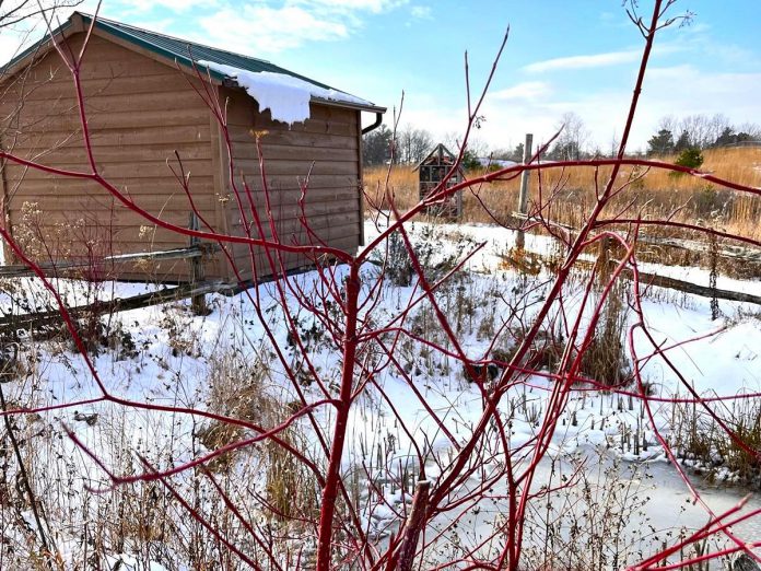 The leafless branches of red osier dogwood can be quite striking in winter. (Photo: Gillian Di Petta)