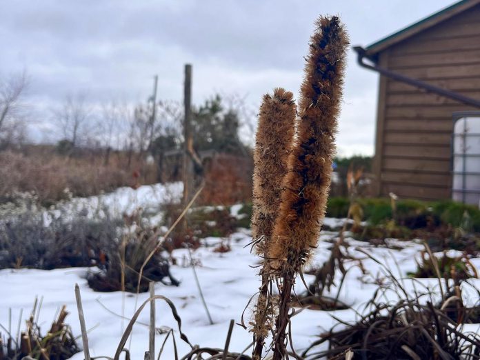 The spikes and seed heads of dense blazing star. (Photo: Gillian Di Petta)