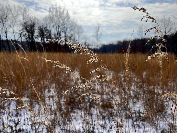 Native plants, such as this savanna grass at Alderville Black Oak Savanna, can provide ecological value and visual interest year-round. (Photo: Gillian Di Petta)