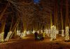 Kawartha Conservation has created the Illuminated Forest along the Cedar Forest Trail at Ken Reid Conservation Area near Lindsay. The Illuminated Forest is available nightly until the end of December. (Photo: Kawartha Conservation)