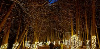 Kawartha Conservation has created the Illuminated Forest along the Cedar Forest Trail at Ken Reid Conservation Area near Lindsay. The Illuminated Forest is available nightly until the end of December. (Photo: Kawartha Conservation)