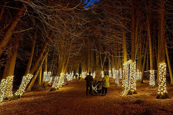 Kawartha Conservation has created the Illuminated Forest along the Cedar Forest Trail at Ken Reid Conservation Area near Lindsay. The Illuminated Forest is available nightly until the end of December. (Photo: Kawartha Conservation)