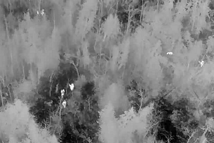 Four Peterborough police officers and police service dog Isaac close in on an elderly Peterborough man and his dogs (top left) who became lost while walking in a remote wooded area of Cavan. Police also used a remotely piloted aircraft system to help the group navigate safely out of the bush. (kawarthaNOW screenshot of Peterborough police video)