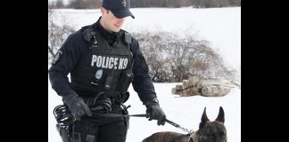 Peterborough police service dog Gryphon with his handler police constable Dillon Wentworth. (Photo: Peterborough Police Service)