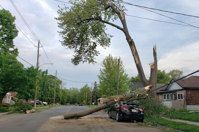 Between the "bomb cyclone" at the end of December and the May derecho wind storm that ripped through southern Ontario and Quebec, the climate crisis was one of the top stories of 2022. Pictured is a car on Lock Street in the south end of Peterborough crushed by falling tree branches during the derecho on May 21, 2022. (Photo: Jeannine Taylor / kawarthaNOW)