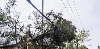 A tree damaged by strong winds on a hydro line. (Stock photo)