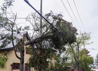 A tree damaged by strong winds on a hydro line. (Stock photo)