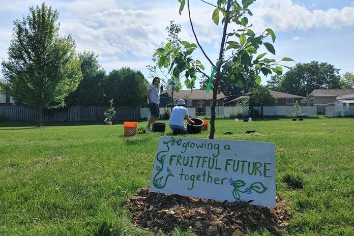 In the spring and fall of 2022, volunteers and staff from Nourish, GreenUP, and the City of Peterborough planted 65 fruit trees along with some berry bushes and perennials at public parks and community gardens across Peterborough/Nogojiwanong. What is in store for 2023? (Photo: Laura Keresztesi / GreenUP)