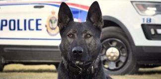 Police service dog Isaac is a drug detection specialist with the Peterborough Police Service's canine unit. (Photo: Peterborough Police Service)