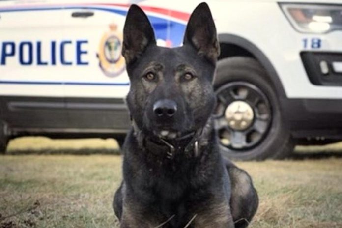 Police service dog Isaac is a drug detection specialist with the Peterborough Police Service's canine unit. (Photo: Peterborough Police Service)