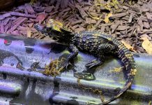 One of the two West African dwarf crocodile hatchlings at the Riverview Park & Zoo in Peterborough. (Photo: Riverview Park & Zoo)
