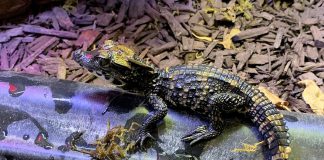One of the two West African dwarf crocodile hatchlings at the Riverview Park & Zoo in Peterborough. (Photo: Riverview Park & Zoo)