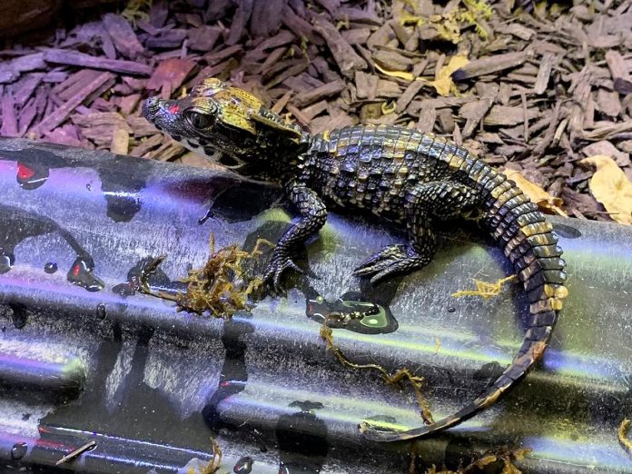 One of the two West African dwarf crocodile hatchlings at the Riverview Park & Zoo in Peterborough. (Photo: Riverview Park & Zoo)