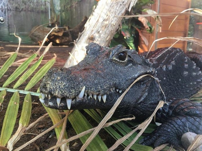 West African dwarf crocodiles can reach 1.6 metres (5.2 feet) in length when fully grown. In comparison, saltwater crocodiles can reach lengths of more than 6.5 metres (23 feet). (Photo: Riverview Park & Zoo)