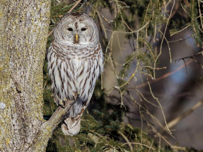 A barred owl. According to the 2022 State of the Birds report, three billion birds have been lost from the United States and Canada in the past 50 years, including 70 "tipping point" species that have lost half or more of their breeding population since 1970. (Photo: Matt Boley, Macaulay Library)