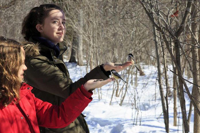 Whether you end up hand feeding the chickadees or not, participating in the Great Backyard Bird Count from February 17 to 20, 2023 can be both a fun and healthy outdoor activity for the Family Day weekend. Birdwatching and being in nature can reduce stress and improve your mood. (Photo: Paula Brown, Macaulay Library)