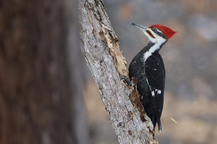 A pileated woodpecker. (Photo: Steve Luke, Macaulay Library)