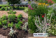 Before-and-after photos of Lindsay Community Garden, one of six winners of the 2022 Bee Hero Garden Challenge in the City of Kawartha Lakes on behalf of Bee City Canada. (Photos courtesy of City of Kawartha Lakes)