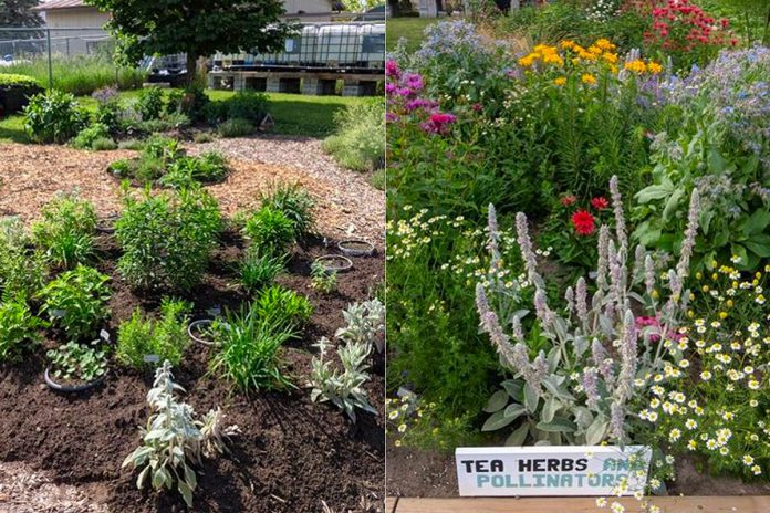 Before-and-after photos of Lindsay Community Garden, one of six winners of the 2022 Bee a Hero Garden Challenge in the City of Kawartha Lakes on behalf of Bee City Canada. (Photos courtesy of City of Kawartha Lakes)