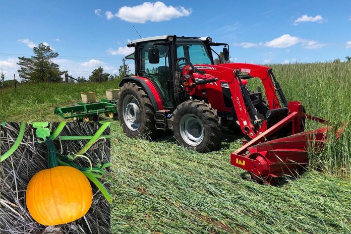 The sustainable pumpkin farming method developed at Indian River Acres includes a roller crimper on the front of the tractor that knocks down and terminates the cover crop, while a no-till planter on the back of the tractor seeds the soil at the same time.  The knocked-down cover crop also provides a protective bed for the growing pumpkin crop, avoiding exposure to pathogens in bare soil that can cause diseases affecting fruit growth and cause deformations and premature rot. (Photo: Indian River Acres)