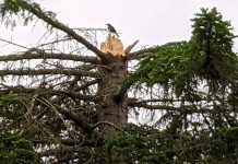 On May 21, 2022, a derecho windstorm moved across southeastern Ontario, resulting in sustained winds of up to 120 kilometre per hour that toppled hydro transmission towers and broke utility poles, damaged homes, and uprooted trees, with broken branches also taking down power lines and damaging property. (Photo: Bruce Head / kawarthaNOW)