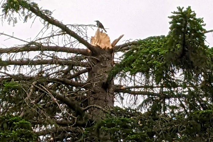 On May 21, 2022, a derecho windstorm moved across southeastern Ontario, resulting in sustained winds of up to 120 kilometre per hour that toppled hydro transmission towers and broke utility poles, damaged homes, and uprooted trees, with broken branches also taking down power lines and damaging property. (Photo: Bruce Head / kawarthaNOW)