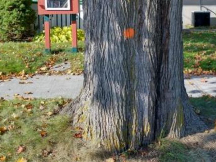 Cheryl Lyon's Norway maple marked for felling by the municipality after the May 21, 2022 derecho storm. The city's tree removal by-law helps to protect and enhance the tree canopy and natural vegetation in the municipality. After events like the derecho, certain trees must be felled to maintain the safety of city streets. (Photo: Cheryl Lyon)