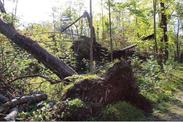 Kawartha Land Trust's Jeffrey-Cowan Forest Preserve is well known for its towering stands of mature white pine and oak trees. The protected property saw more than average numbers of fallen trees after the May 21, 2022 derecho storm. (Photo: Hayden Wilson)