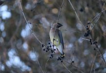 Many studies have shown that spending time in nature can improve both our mental and physical health. There is a lot to see when you spend time outside, like this beautiful cedar waxwing that was spotted in Jackson Park munching away on the berries. (Photo: Jessica Todd / GreenUP)