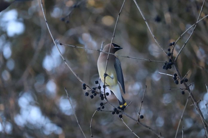 Many studies have shown that spending time in nature can improve both our mental and physical health. There is a lot to see when you spend time outside, like this beautiful cedar waxwing that was spotted in Jackson Park munching away on the berries. (Photo: Jessica Todd / GreenUP)