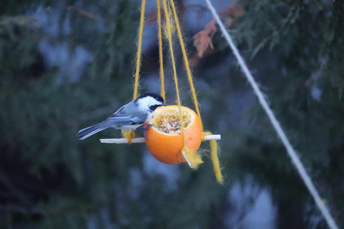 Feed the birds throughout the winter by making a homemade bird feeder out of an orange, some twine, and wooden toothpicks like those spotted hanging at Jackson Park. We tend to feel calmer when exposed to nature. Being outside reduces our blood pressure, heart rate, muscle tension, and production of stress hormones. (Photo: Jessica Todd / GreenUP)