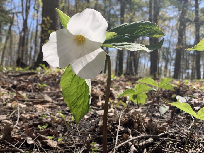 In the spring, there are plenty of trilliums blooming throughout Mark S. Burnham Park. Make sure to leave no trace as you walk the trails in provincial parks. (Photo: Jessica Todd / GreenUP)