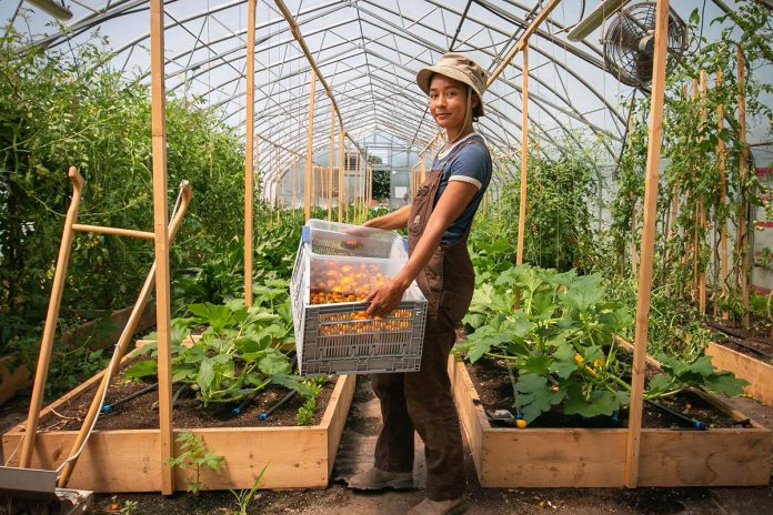 Sundance Harvest founder Cheyenne Sundance has been featured in The Toronto Star, The Globe and Mail, NOW Toronto, CBC Radio Canada, Greenpeace, The Food Network, The Narwhal, Chatelaine, and more. (Photo: Ramona Leitao / The Narwhal)