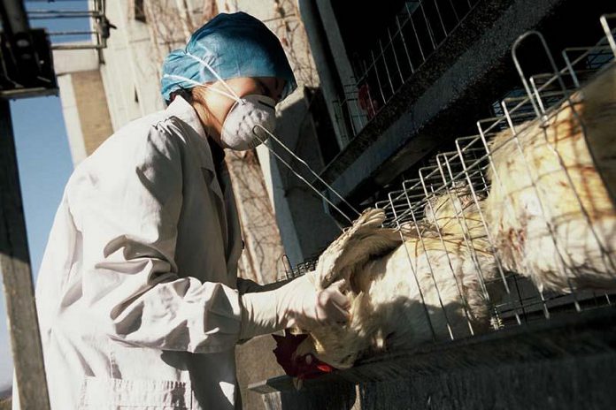 Avian influenza is a highly pathogenic virus that can infect domesticated and wild birds, including chickens, turkeys, ducks, geese, pheasants, quail, and guineafowl. Cases of avian influenza among humans are rare and are almost always acquired through direct contact with infected birds or through exposure to heavily contaminated environments. (Photo: World Health Organization)