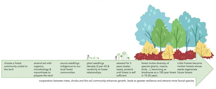 Miyawaki forests absorb more carbon than standard afforestation projects because they grow more quickly, are denser, and are more diverse. (Graphic: Little Forests Kingston / 1000 Island Master Gardeners)