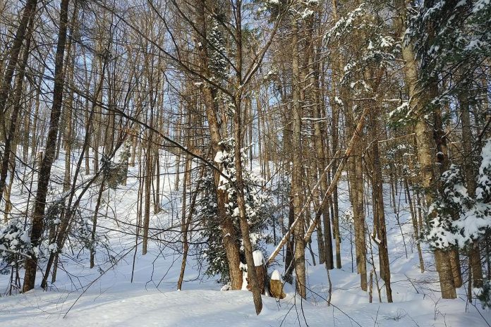 The Miyawaki method mimics the way a forest would regrow itself if humans stepped away. Only native species that would occur naturally in that area without humans, given the specific climate condition, are planted. (Photo: Laura Keresztesi / GreenUP)