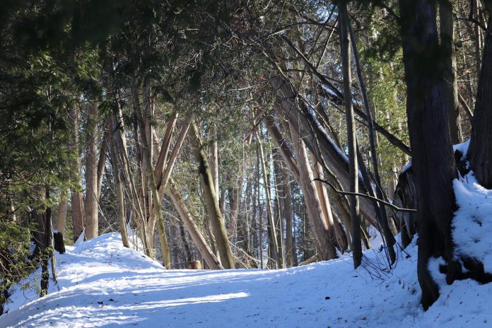 In a little forest, a diverse selection of 30 or more native species that includes canopy trees, sub-canopy trees, arborescent trees (small understory trees), and shrubs, are carefully chosen to be planted in a bed of richly amended soil, and then mulched. In Peterborough, forests like Jackson Park are examples of what a mature woodlot could look like. (Photo: Jessica Todd / GreenUP)